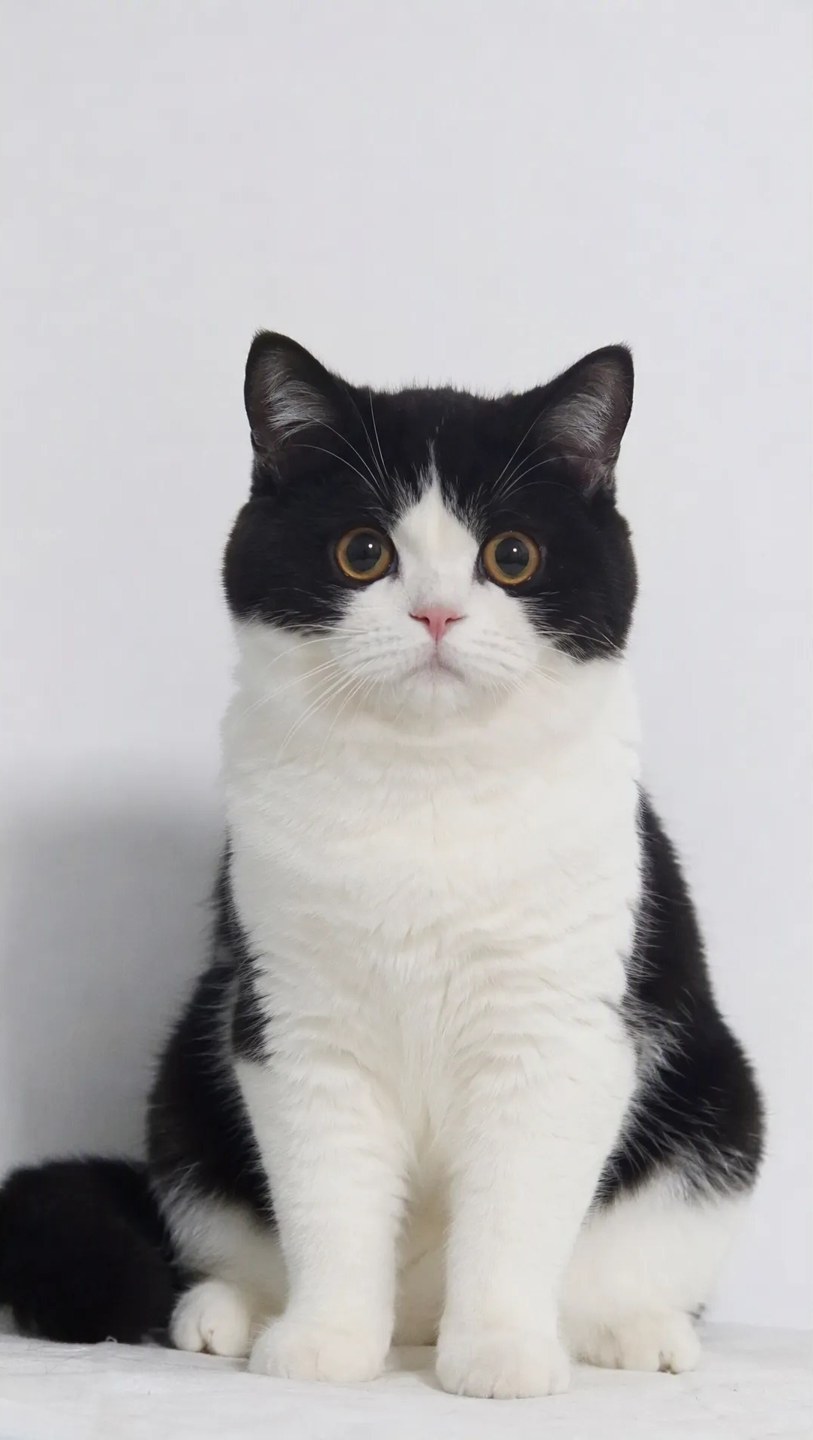 @Image 1 · 黑白英短猫长相参考